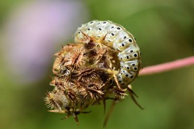 <i>Sitochroa palealis</i>