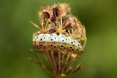 <i>Sitochroa palealis</i>
