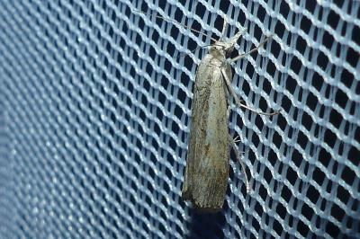 <i>Agriphila geniculea</i>