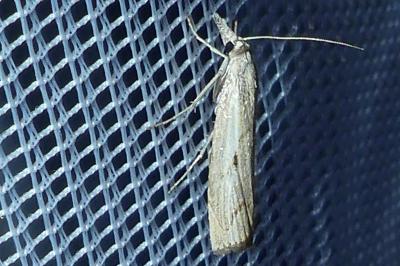<i>Agriphila geniculea</i>