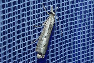 <i>Agriphila geniculea</i>