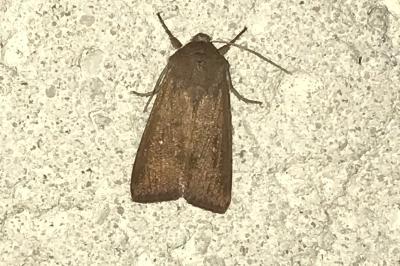 <i>Mythimna albipuncta</i>