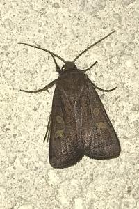 <i>Xestia xanthographa</i>
