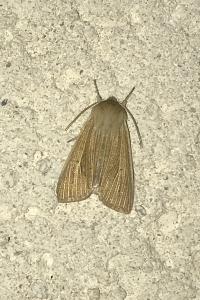 <i>Mythimna pallens</i>
