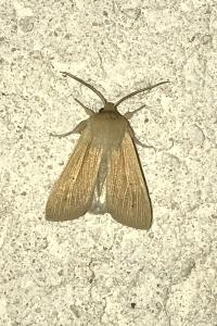 <i>Mythimna pallens</i>