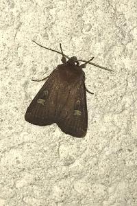 <i>Xestia xanthographa</i>