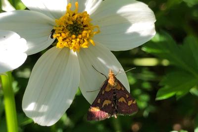 <i>Pyrausta purpuralis</i>