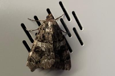 <i>Catocala coniuncta</i>