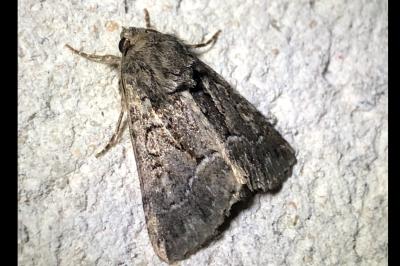 <i>Thalpophila matura</i>