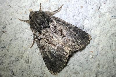 <i>Thalpophila matura</i>