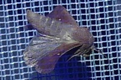 <i>Mythimna albipuncta</i>