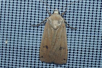 <i>Noctua pronuba</i>