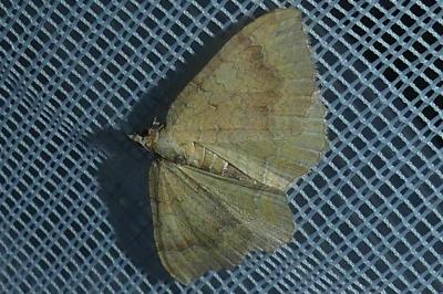 <i>Camptogramma bilineata</i>