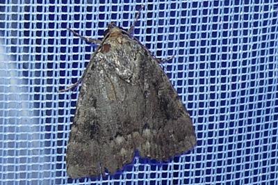 <i>Amphipyra berbera/pyramidea</i>