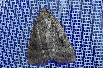 <i>Amphipyra berbera/pyramidea</i>