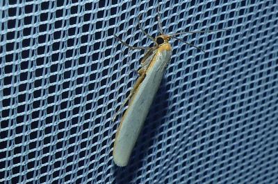 <i>Manulea complana</i>