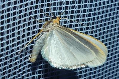 <i>Manulea complana</i>
