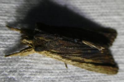 <i>Lithophane semibrunnea</i>