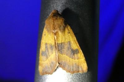<i>Atethmia centrago</i>