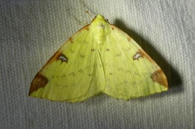 <i>Opisthograptis luteolata</i>