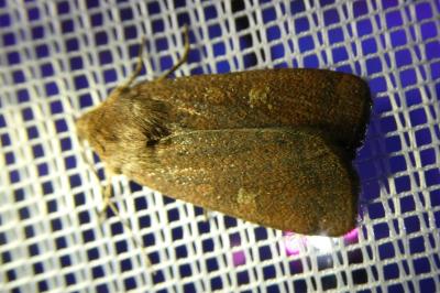 <i>Xestia xanthographa</i>