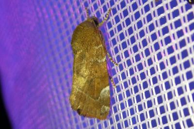 <i>Cosmia affinis</i>