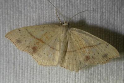 <i>Cyclophora punctaria</i>