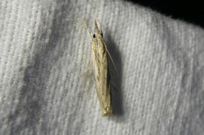 <i>Agriphila inquinatella</i>