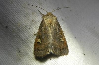<i>Xestia xanthographa</i>