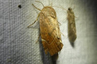 <i>Cosmia affinis</i>