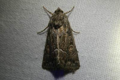 <i>Thalpophila matura</i>