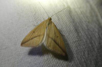 <i>Rhodometra sacraria</i>