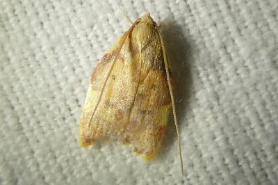 <i>Carcina quercana</i>