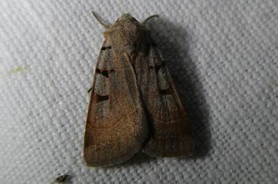 <i>Eugnorisma glareosa</i>