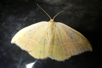 <i>Watsonalla binaria</i>