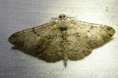<i>Peribatodes rhomboidaria</i>