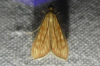 <i>Antigastra catalaunalis</i>