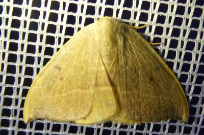 <i>Watsonalla binaria</i>