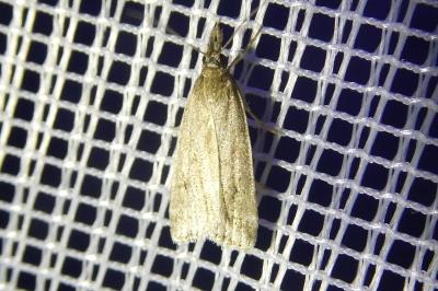 <i>Eudonia pallida</i>
