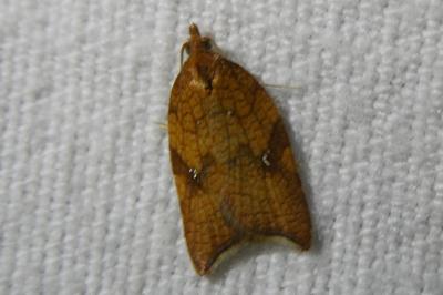 <i>Acleris rhombana</i>