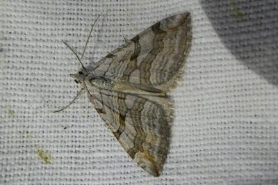 <i>Aplocera efformata/plagiata</i>