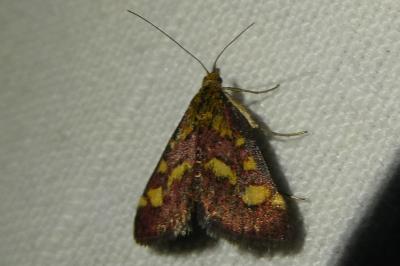 <i>Pyrausta purpuralis</i>