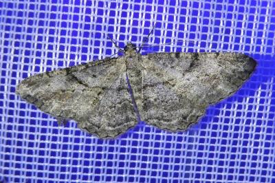 <i>Peribatodes rhomboidaria</i>