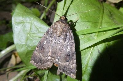 <i>Amphipyra pyramidea</i>