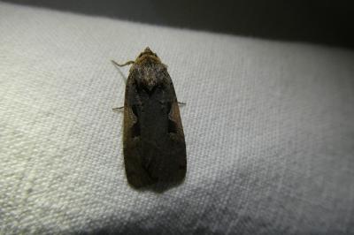 <i>Xestia c-nigrum</i>
