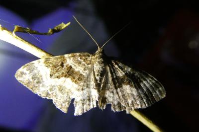 <i>Epirrhoe alternata</i>