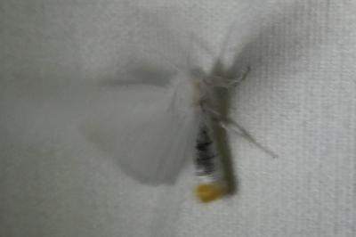 <i>Sphrageidus similis</i>