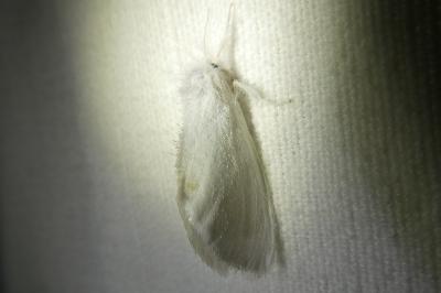 <i>Sphrageidus similis</i>