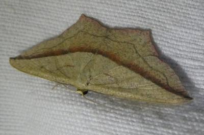 <i>Timandra comae</i>