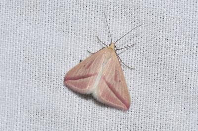 <i>Rhodometra sacraria</i>